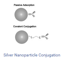 Silver Nanoparticle Conjugation Kits