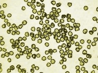 Diamonds, grade 110/80 particles size range: 80-110 µm (140-170mesh) 1