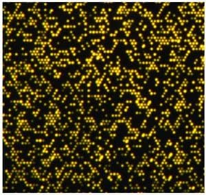 Zepto™ Ultra Yellow Carboxyl Microspheres (2.5µm), 5ML 2