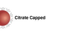 Citrate Capped (Passive Protein Adsorption)