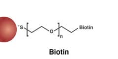 Biotin Gold Nanoparticles