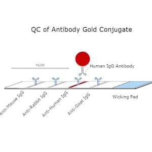 QC-Antibody-Conjugated-Gold_600x