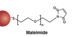 Maleimide-Activated Gold Nanoparticles