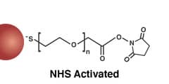NHS-Activated Gold Nanoparticles