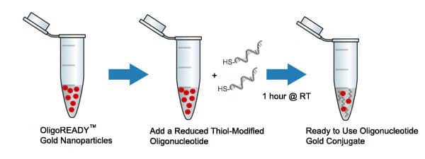 OligoREADY-gold-conjugation 