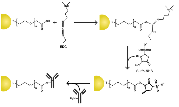 silvercarboxylconjugationschematic