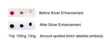 Streptavidin Gold Conjugates