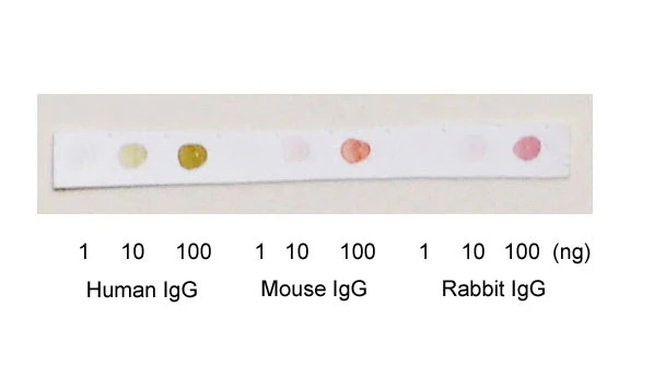 Immunoblotting Using Noble Metal Nanoparticle Conjugates