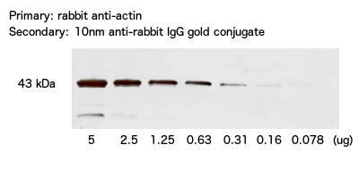 Gold Conjugates