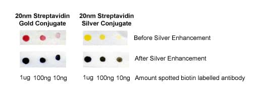 Immunoblotting Using Noble Metal Nanoparticle Conjugates