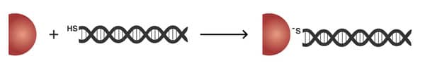 OligoREADYconjugationschematic