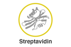 streptavidin_silver