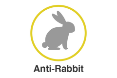  Anti-RabbitSilver